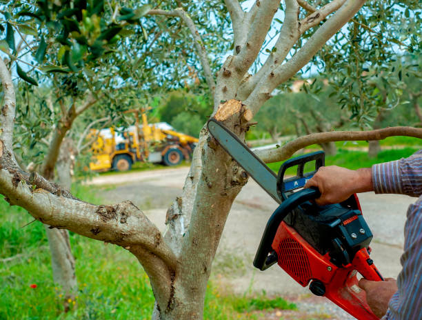 Best Tree Branch Trimming  in Leeds, AL